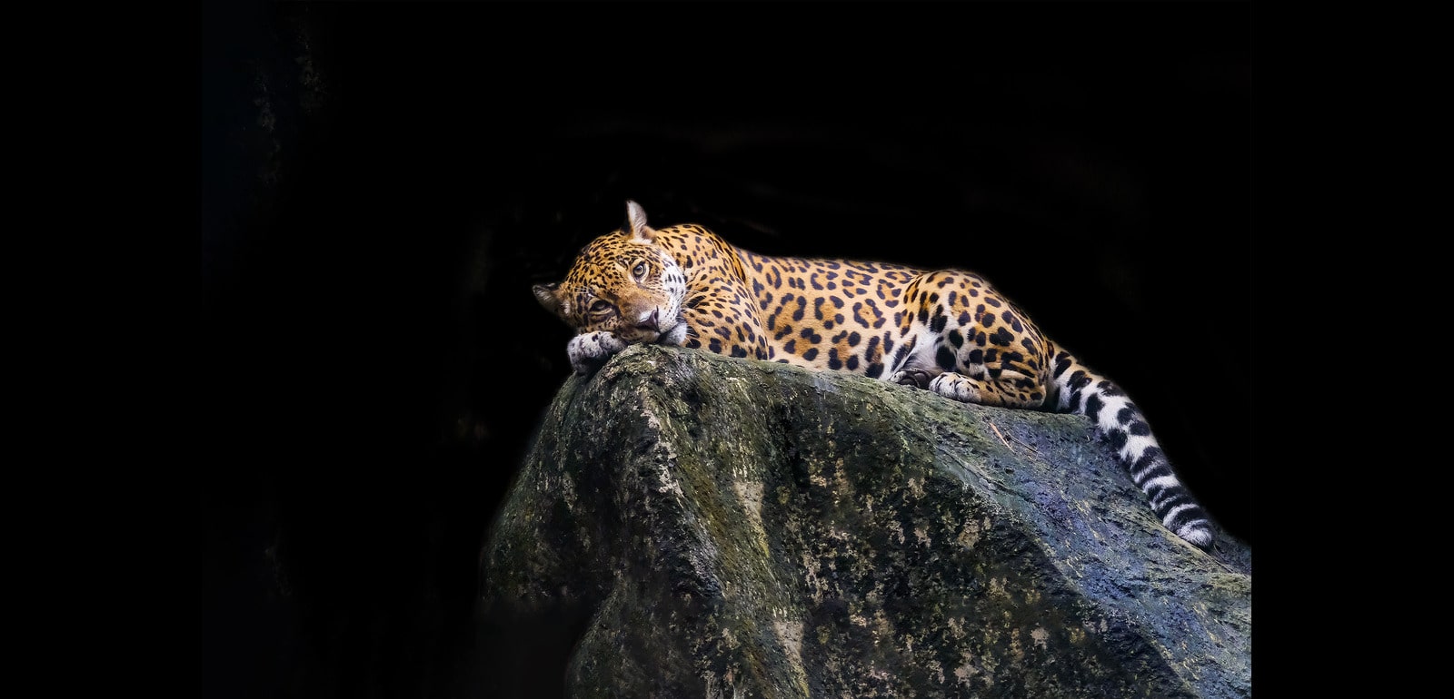 The hidden cost of trying to do it all: leaders are facing a crisis of focus